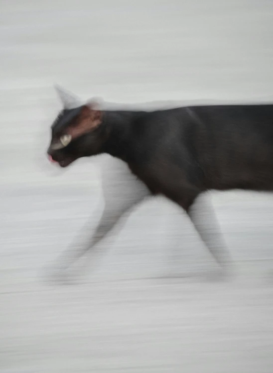 a cow running across a snow covered field