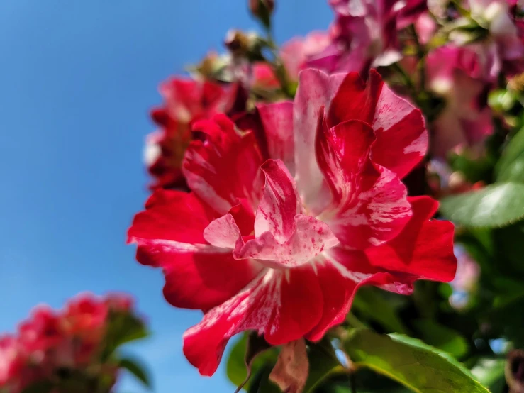 this is an image of pink and white flowers