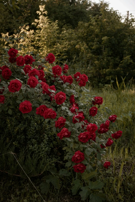 the flowers are red in the field