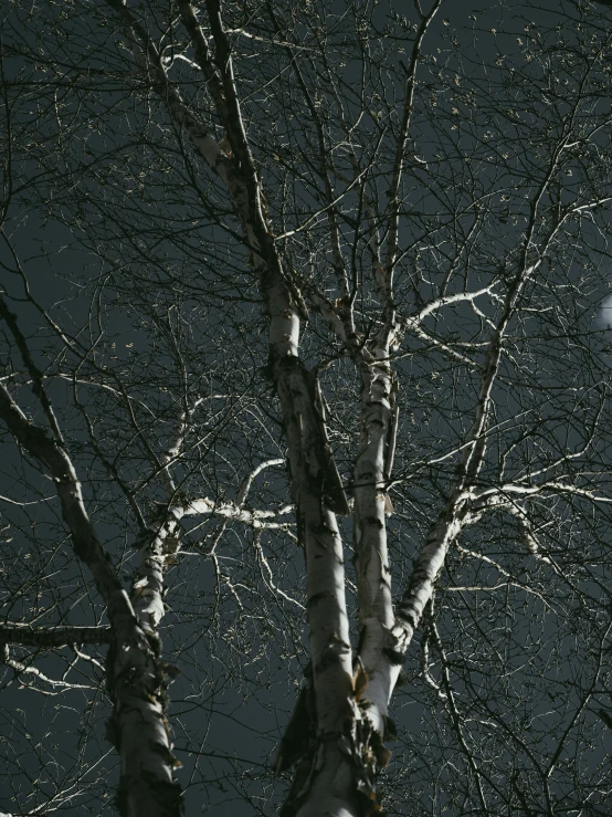 the sun is setting behind a tree in a night - time sky