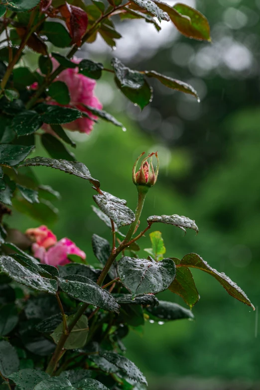 a rose is on the plant during the rain