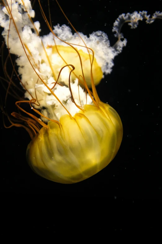 a jellyfish in an aquarium with lots of algae