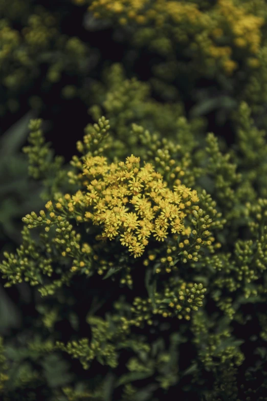 an arrangement of large flowers in some green bush