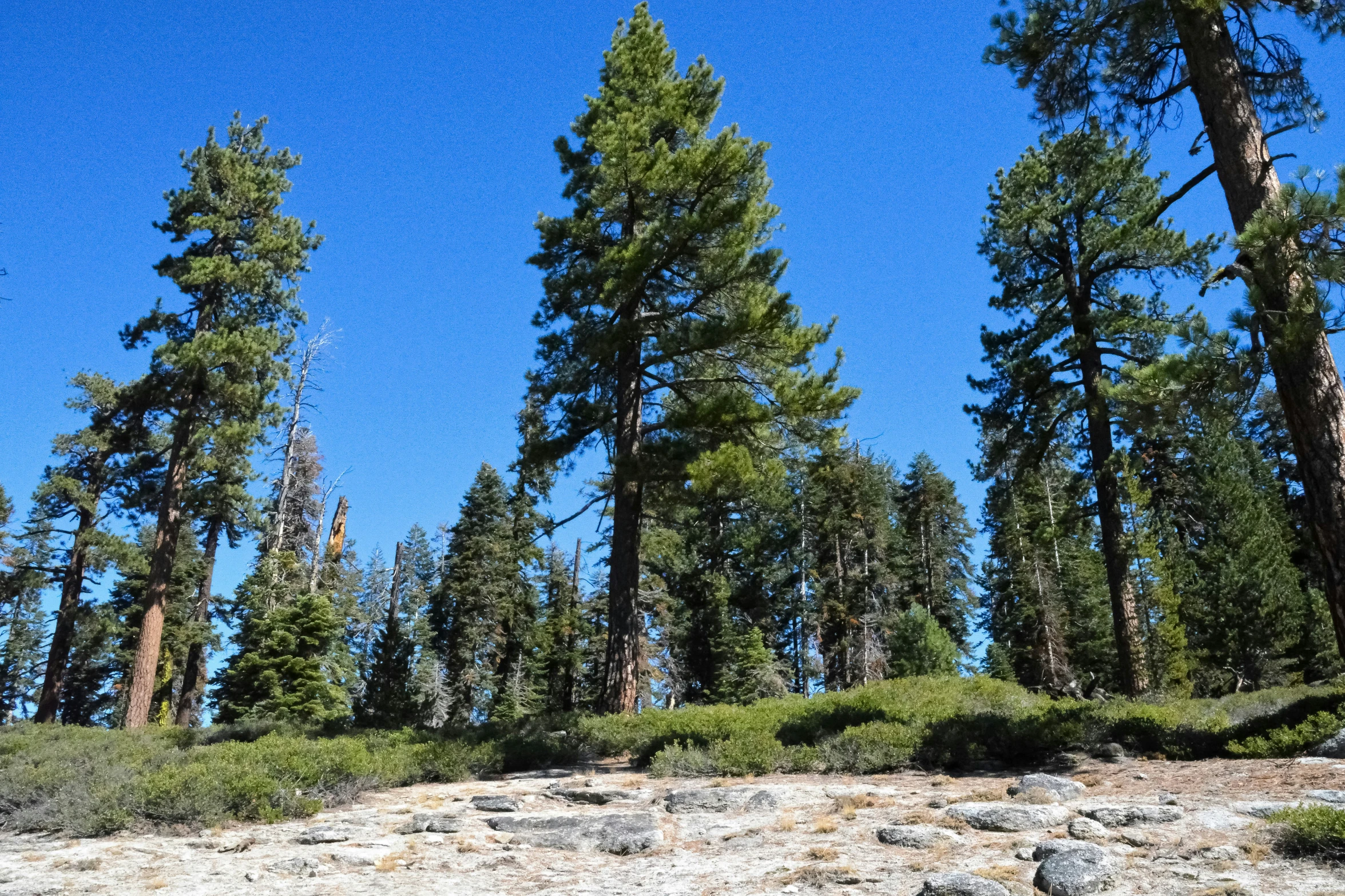 some trees that are sitting in the dirt