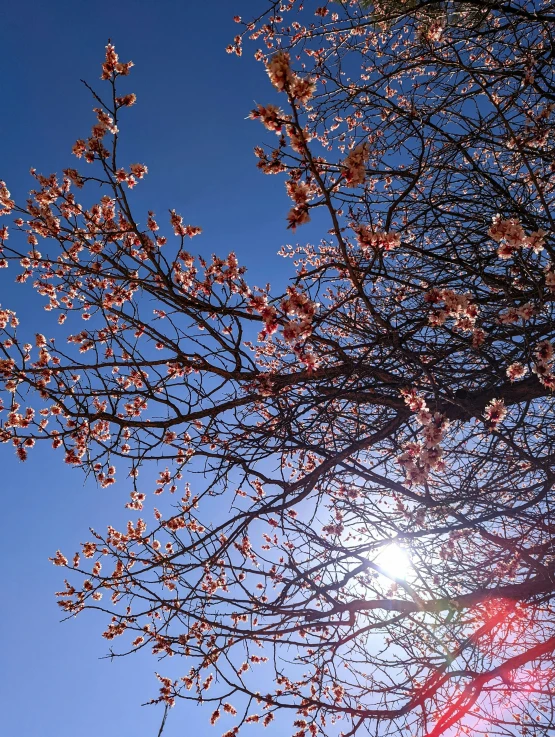 the sun shining through a tree with pink blossoms