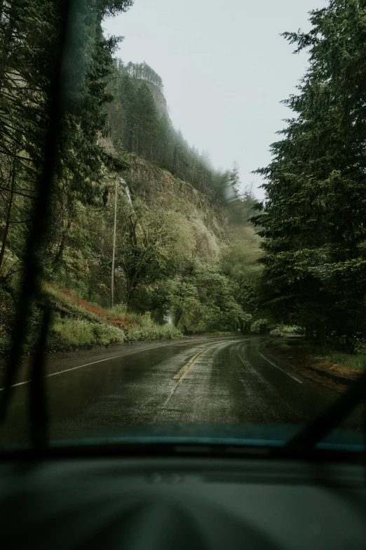 rain is on the ground and trees all along side the road