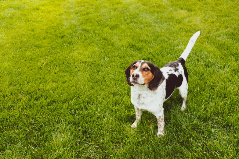 the small dog is looking towards the camera