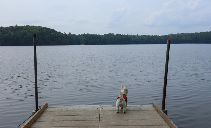 two dogs sitting on the dock of a lake