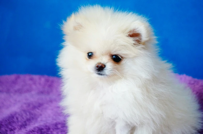 a small white dog sitting on top of a purple blanket