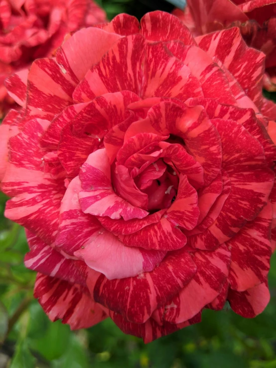 a close up of a red rose in bloom