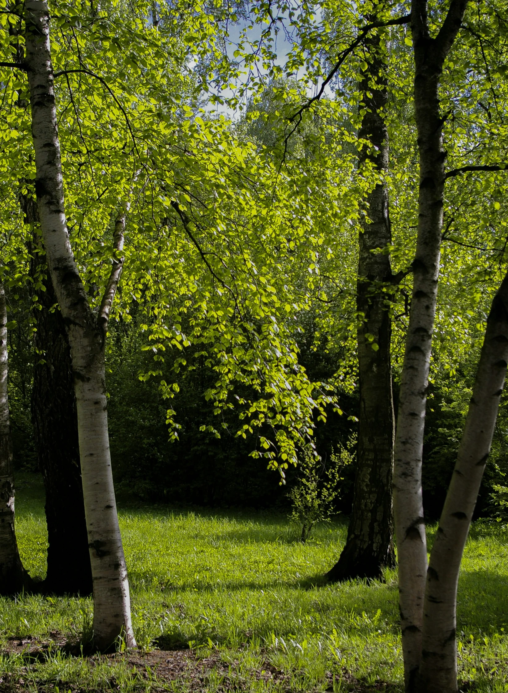 the trees are lined with green foliage in a forest