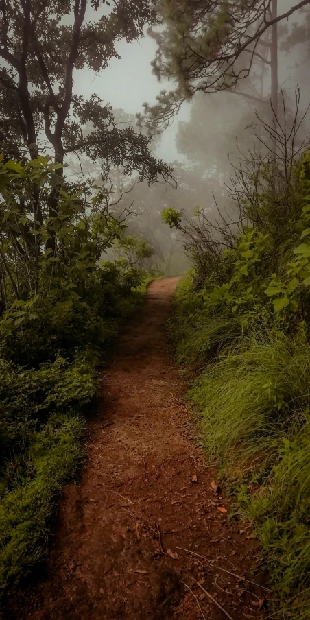a path in the woods leading into fog