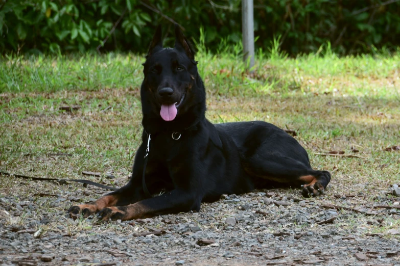 the large black dog has its tongue hanging out