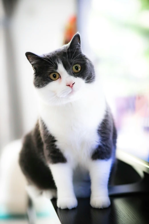 a grey and white cat sitting on top of a computer keyboard