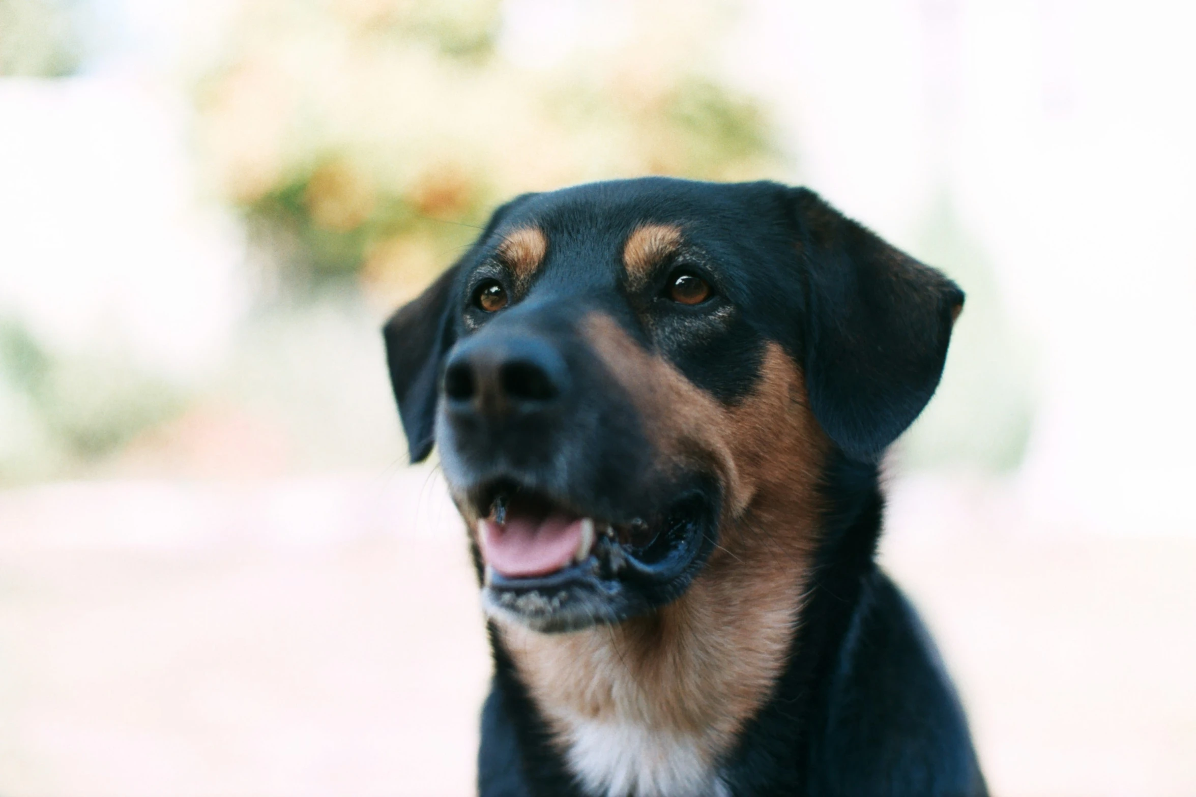 a dog sits in the shade looking into the camera