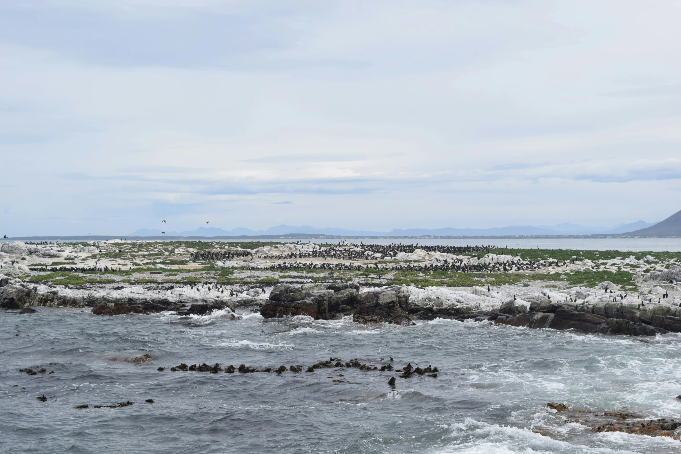 several ducks floating in the water of a small bay