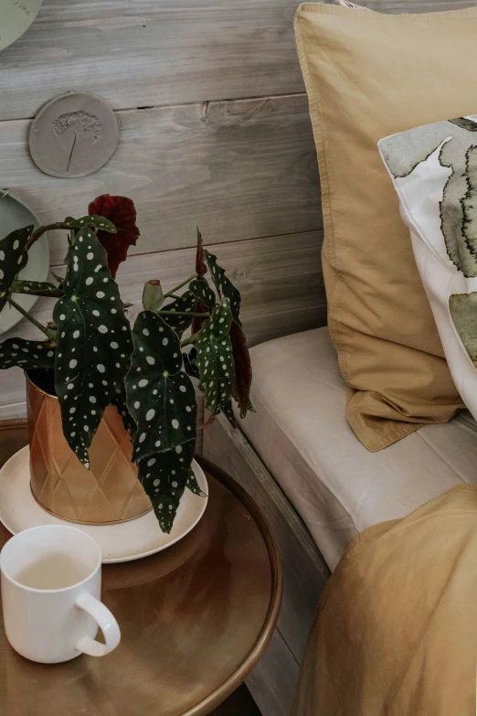 three house plants in potting pots on a wooden table