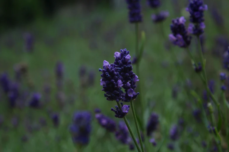 flowers and weeds stand out in the green grass