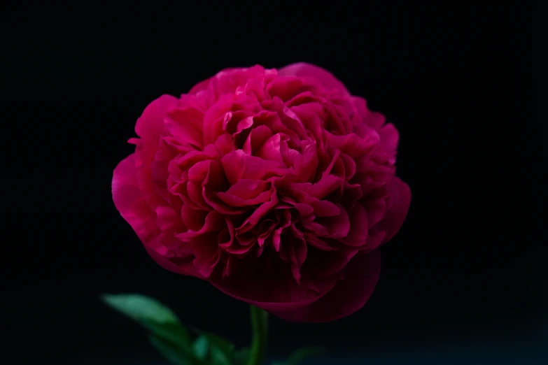 the large flower is red against the black background
