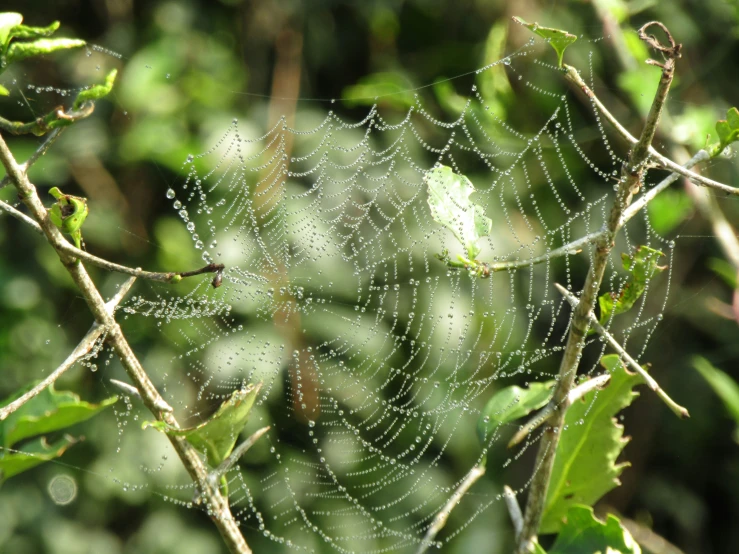 some little drops of water on a leaf covered spider web