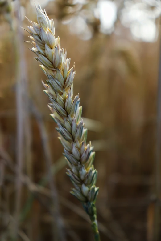 this is a close up of the seed stalks