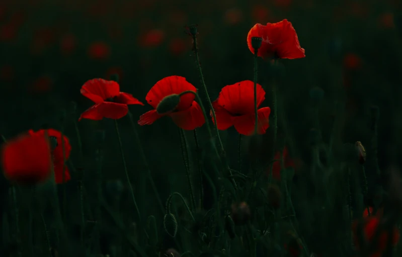 some very pretty flowers that are growing out of the grass