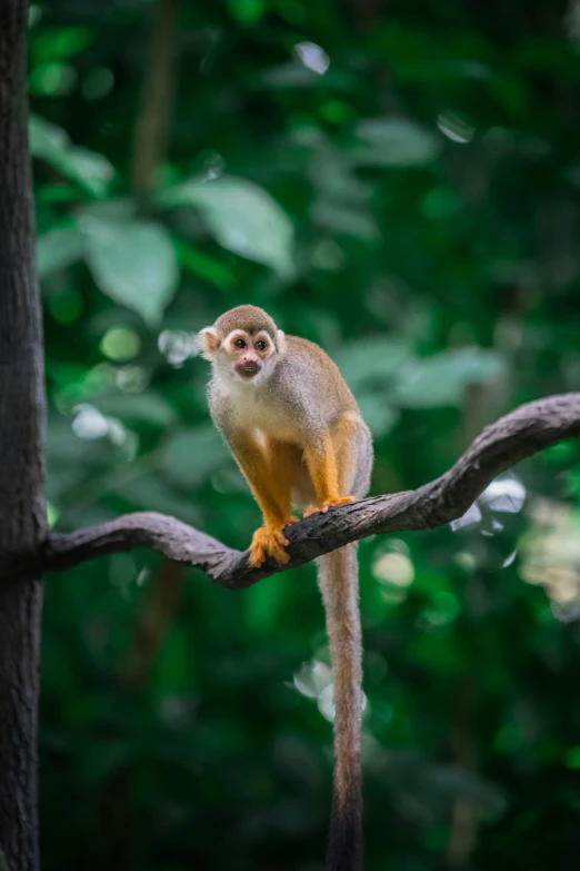 a brown monkey is sitting on the nch