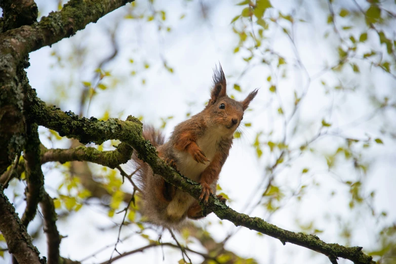 a squirrel sitting on a nch in a tree