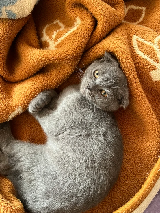 a small gray cat laying on a blanket