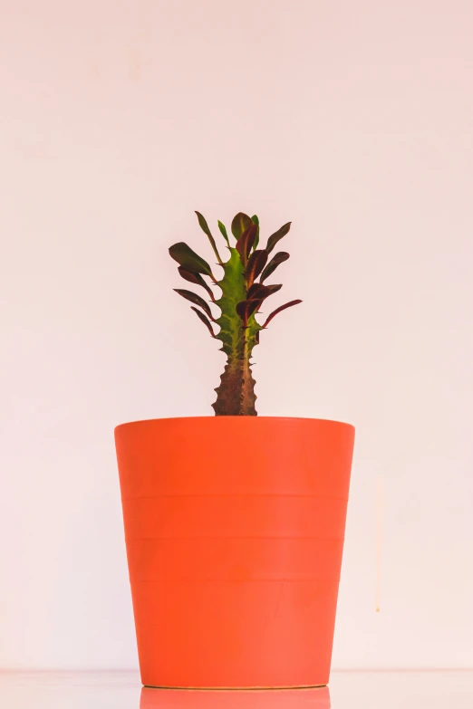 a orange pot with a green plant in it
