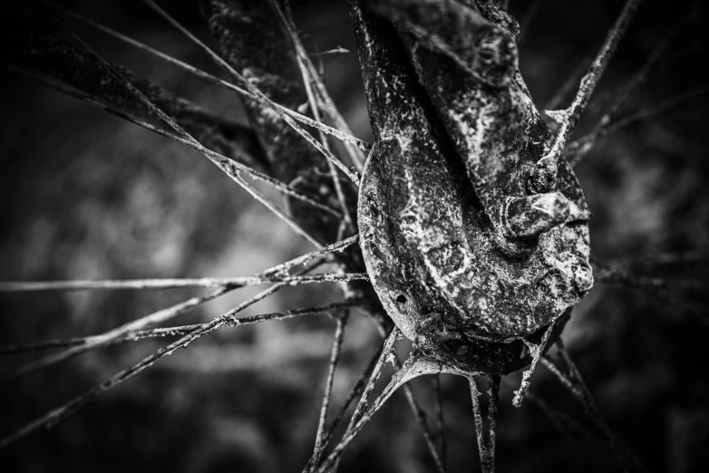 black and white image of a frozen plant stem