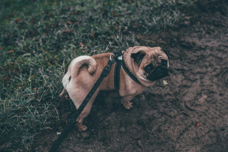 a small dog that is tied to a leash