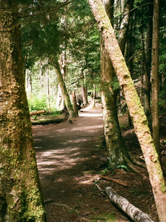 a narrow path between two trees in a forested area