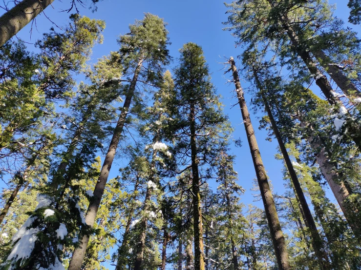 tall trees stand up in the snow in the woods