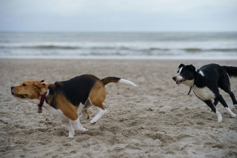 two dogs running on the sand of a beach