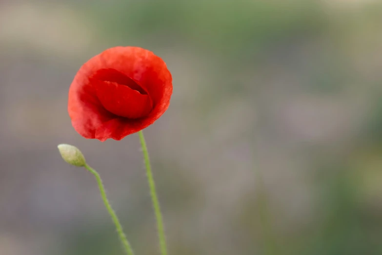 an open red poppy flower, on the stalk