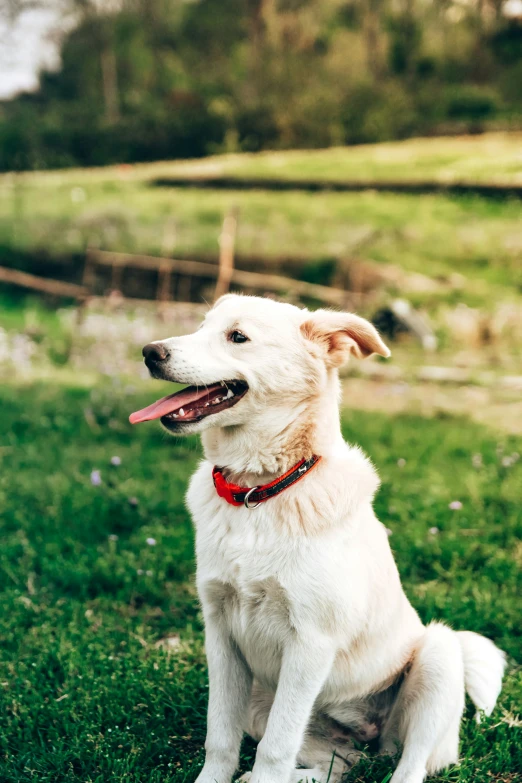 the dog is sitting in the grass smiling