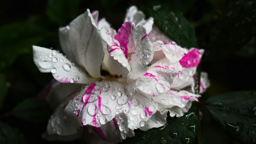 a flower with some water droplets on it