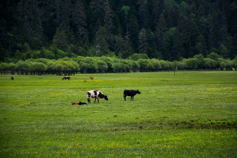 the cows are grazing in the green field