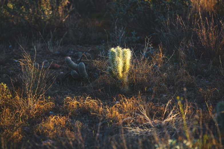 a tree in the middle of a grassy field