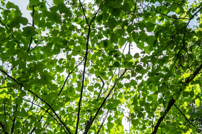 an image of the tops of trees and leaves