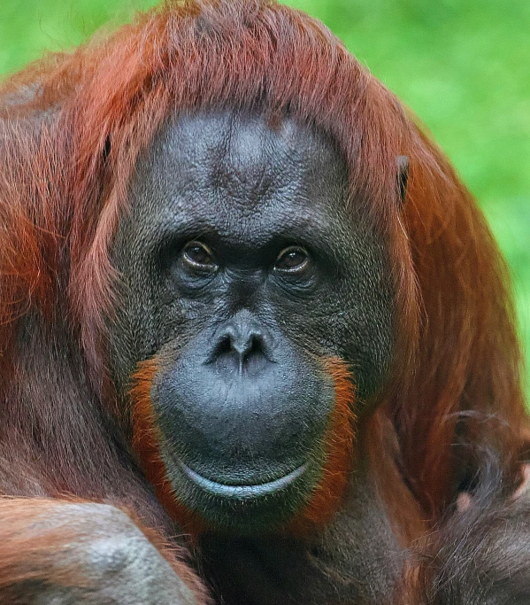 a close up of a very big brown monkey