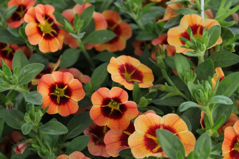 this colorful flower is blooming close up