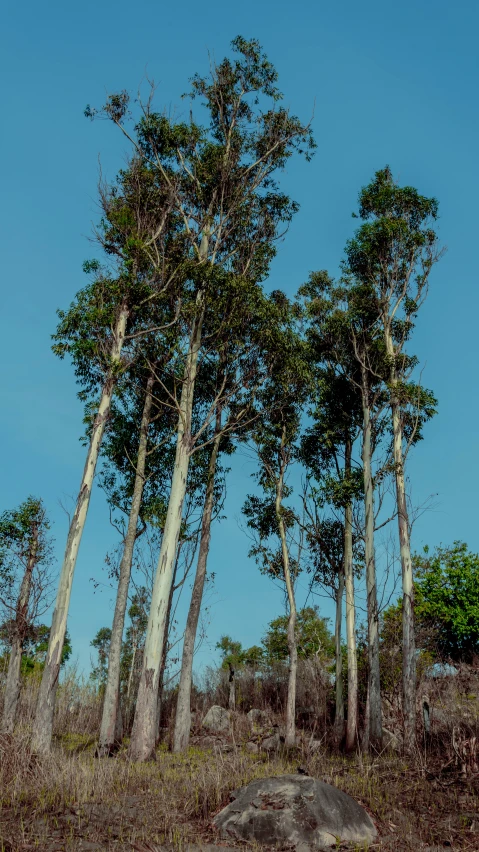 a forest is shown with tall trees and sp grass