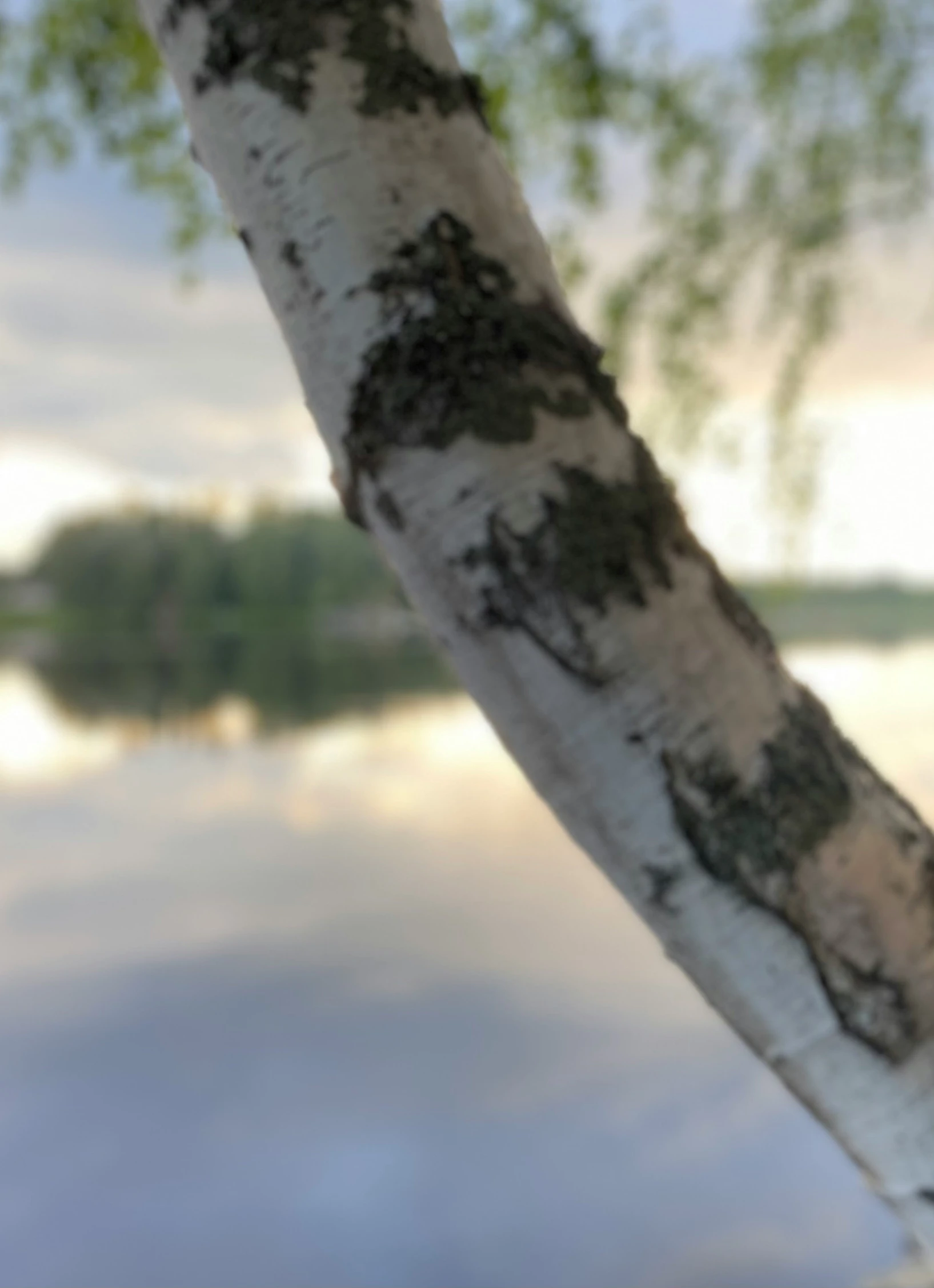 the trunk and bark of a white birch tree next to a river
