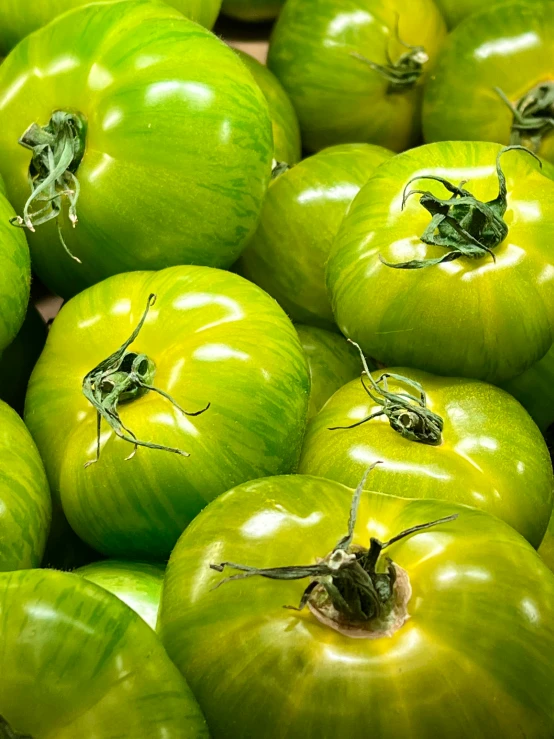 several green tomatoes with long stems of leaves