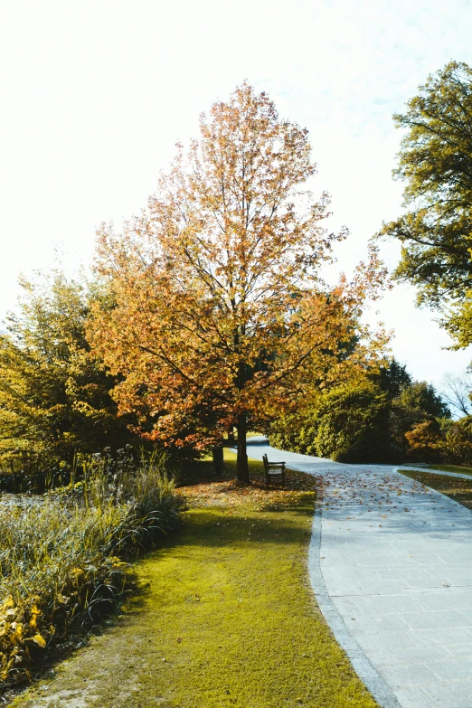 an empty paved path in a park during the fall