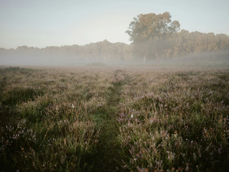 the fog is over a field of grass and flowers