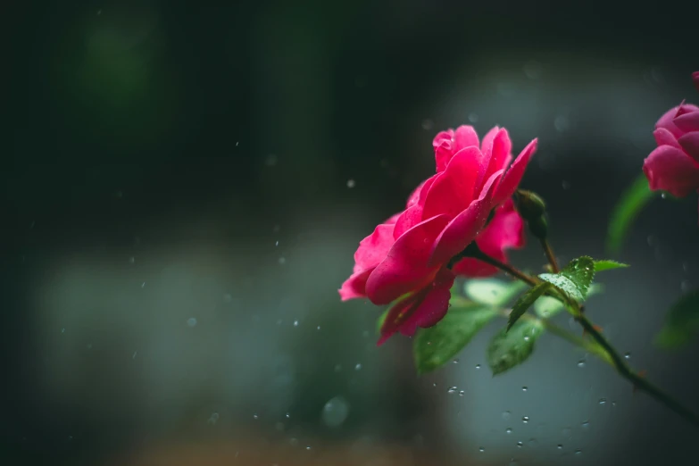 a pink rose that is growing outside next to a window