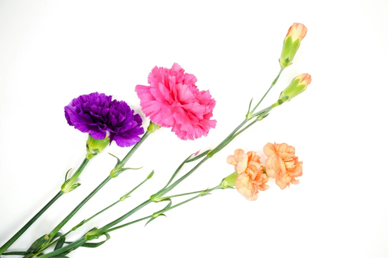 three different colored flowers against a white background